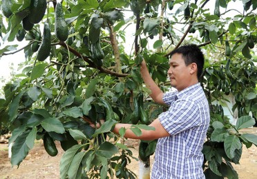 Tân Lạc chú trọng phát triển nông nghiệp công nghệ cao