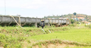 Di Linh: Nhiều diện tích lúa Đông Xuân bị thiếu nước