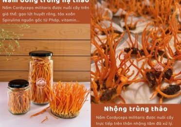 NHỘNG TRÙNG THẢO VÀ NẤM ĐÔNG TRÙNG HẠ THẢO. ĐÂU LÀ LỰA CHỌN TỐT NHẤT 