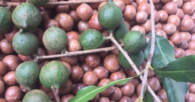 HẠT MẮC CA LÂM ĐỒNG (Macadamia)