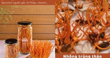 NHỘNG TRÙNG THẢO VÀ NẤM ĐÔNG TRÙNG HẠ THẢO. ĐÂU LÀ LỰA CHỌN TỐT NHẤT 