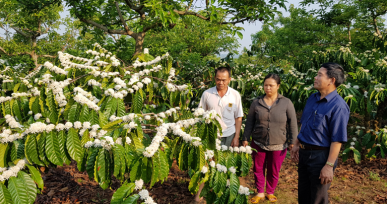 Thị trường cà phê tiếp tục ảm đạm, giá rớt mạnh